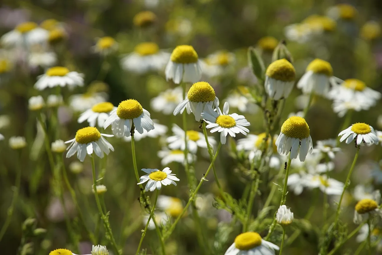 Az iglice gyökér jótékony hatásai és felhasználási módjai