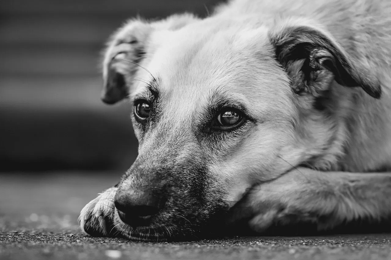 Lhasa apso – A hűséges kis barát és kedvenc társunk
